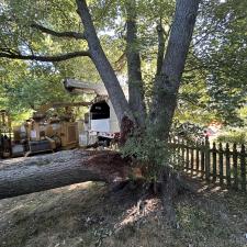 Tree-Removal-and-Sawmill-Services-project-in-Sudlersville-MD 6